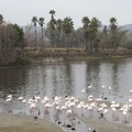321-0768 Safari Park - Flamingos